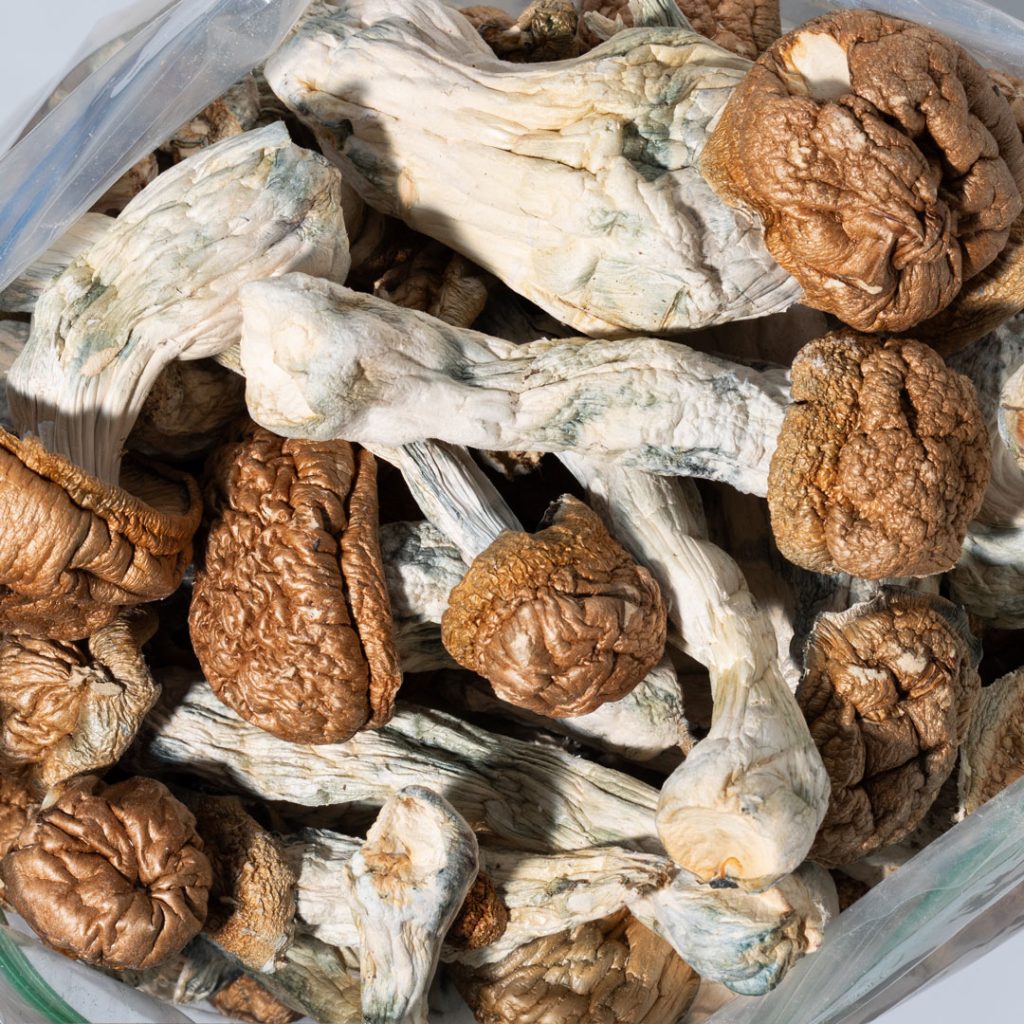 An authentic photograph of a large specimen of dried Penis Envy mushrooms. The visual provides evidence of the dense, meatier stems and small, distinctive caps that create the high-alkaloid potency discussed throughout this guide.