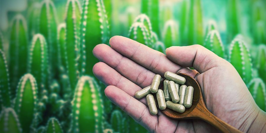 Mescaline capsule ultimate guide: green capsules in hand over cactus background – visual reference for effects, dosage, purity assessment, testing and harm reduction