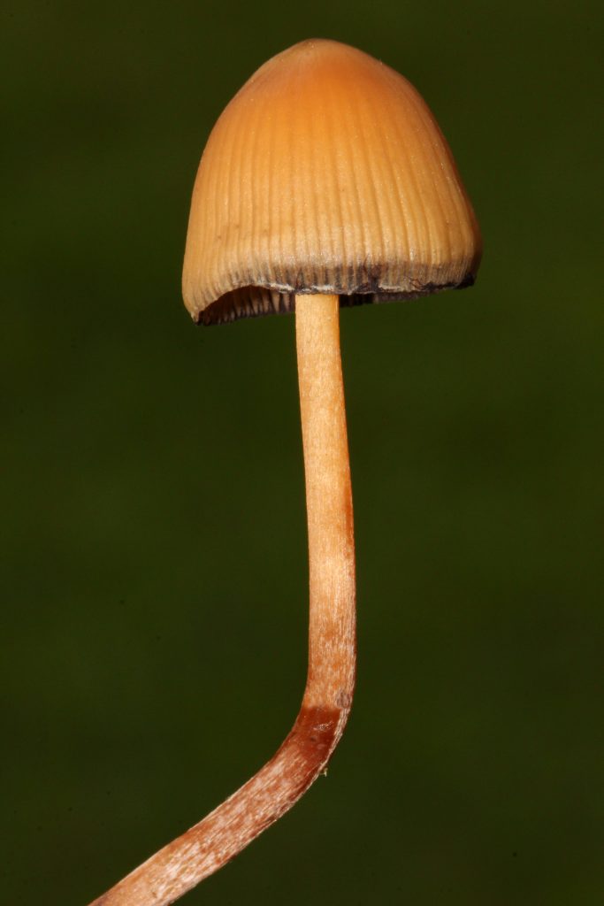 Psilocybe mexicana mushroom ultimate guide: close-up of single wild specimen with conical caramel cap and long slender stem in grassy habitat – visual reference for effects, dosage, identification, purity checks, testing and harm reduction