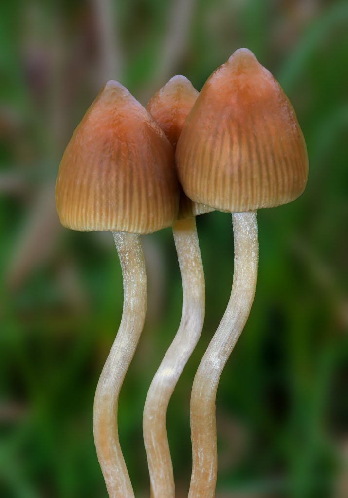 Psilocybe semilanceata liberty caps ultimate guide: close-up of three wild mushrooms with pointed caramel caps and long slender stems in grassy habitat – visual reference for effects, dosage, identification, purity checks, testing and harm reduction