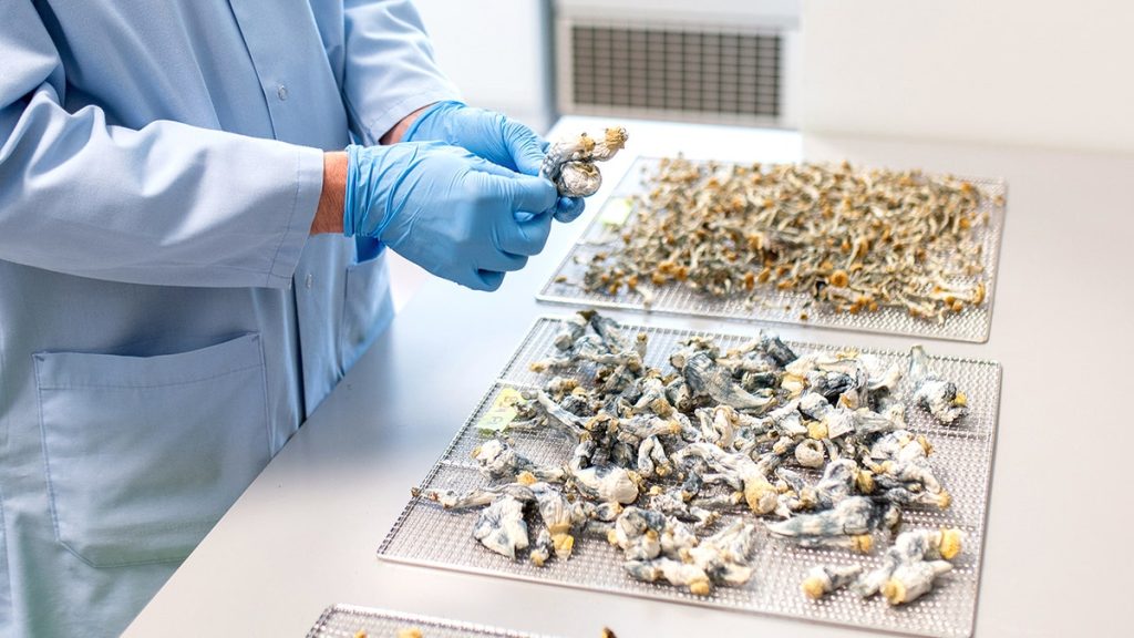A lab professional in a blue coat and protective gloves inspecting dried psilocybin mushrooms on industrial drying racks for quality control.