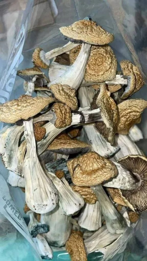 Close-up of dried Golden Teacher mushrooms displaying the classic wide, golden-brown caps and standard veil structure. This image represents the 2026 moderate potency standard, typically testing between 0.6% and 0.9% psilocybin.