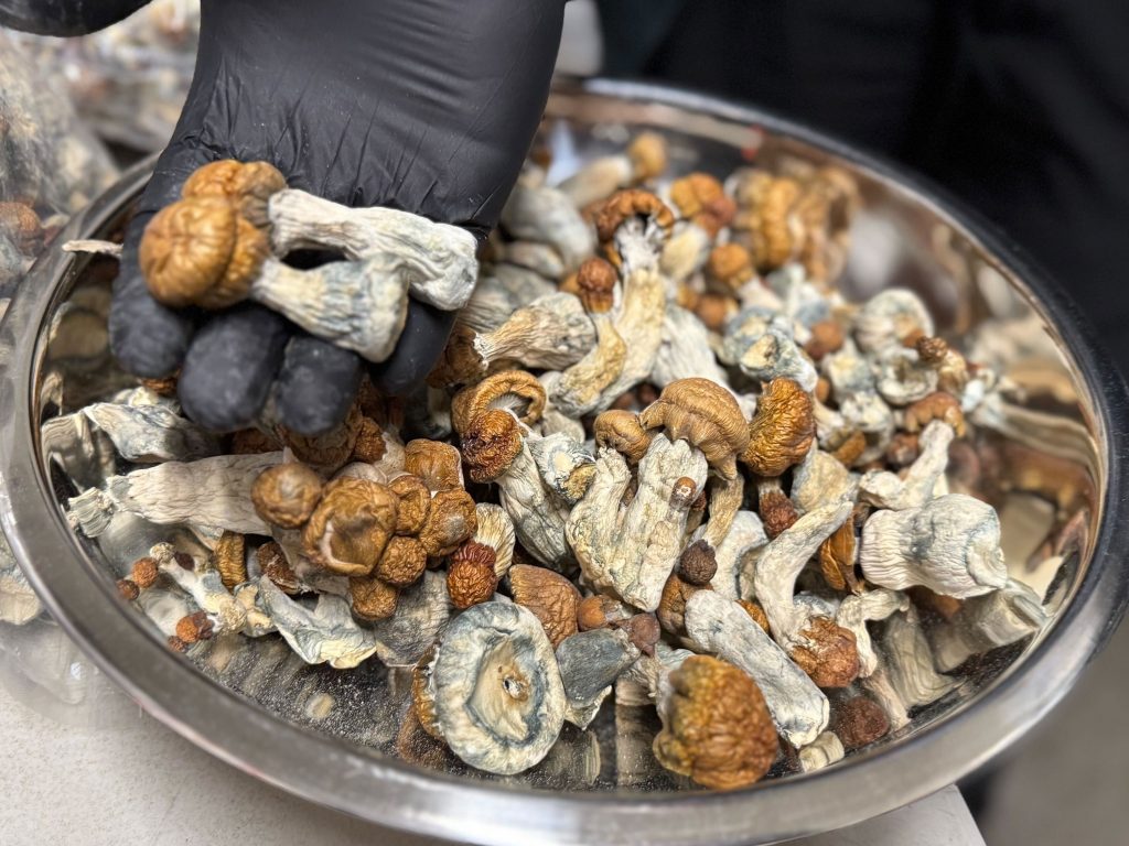 Close-up of dried Penis Envy mushrooms held in a gloved hand to showcase dense stem morphology and characteristic cap structure.