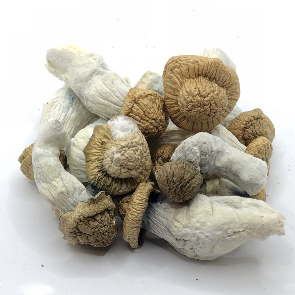 Macro photograph of dried Penis Envy mushrooms featuring thick, bulbous stems and a notable lack of a veil. This visual highlights the specific genetic mutation that allows this strain to concentrate its metabolic resources into tryptamine synthesis, resulting in 2.0% to 3.0% total alkaloid density.