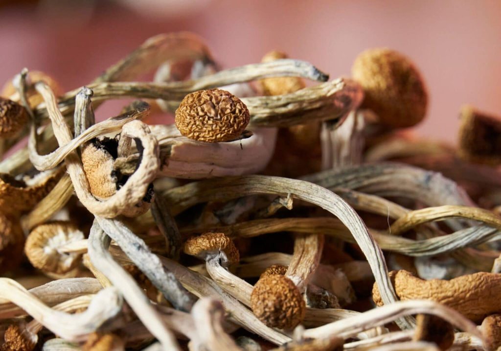 Detailed view of dried Psilocybe azurescens mushrooms showcasing the distinct umbo cap structure and significant blue bruising indicative of high psilocin content.