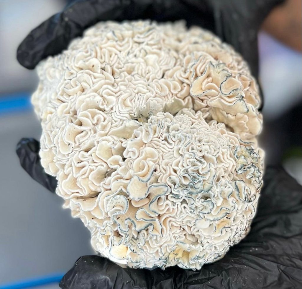 Enigma mutation psilocybin sterile brain-like mycelial blob showing dense folding cluster growth and blue bruising.